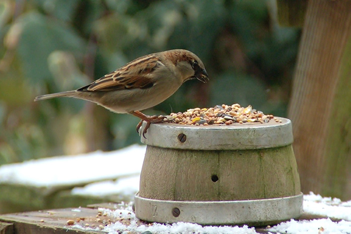 Food For Wild Birds-2