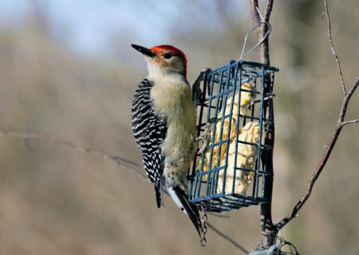 Food For Wild Birds-3