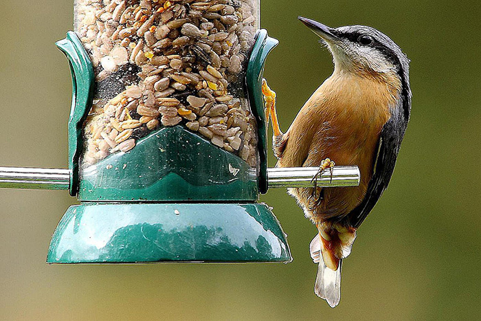 Food For Wild Birds