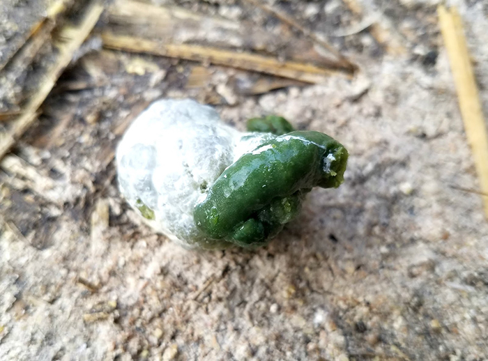 Green Chicken Poop-2