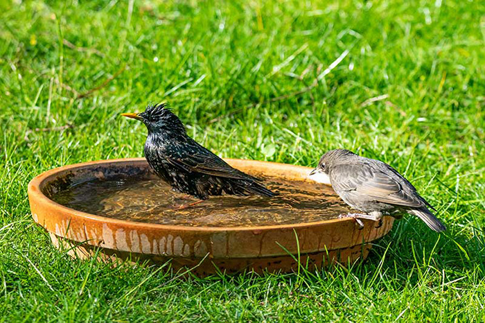 Ground Bird Bath Bowl-2