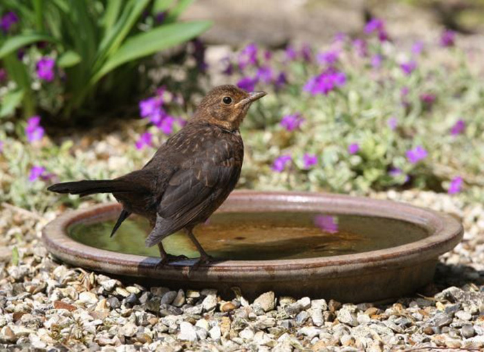 Ground Bird Bath Bowl-3