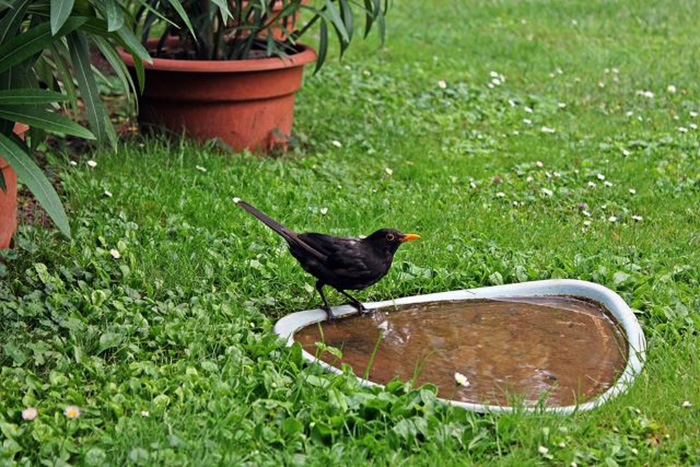 Ground Bird Bath Bowl