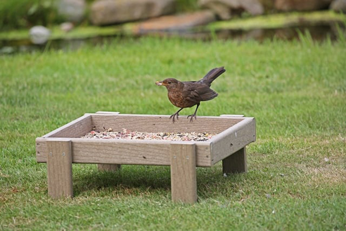 Ground Feeder For Birds