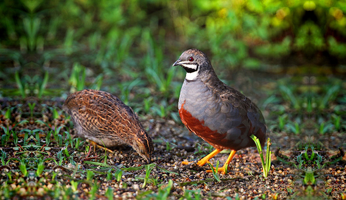 What To Feed Ground Feeding Birds