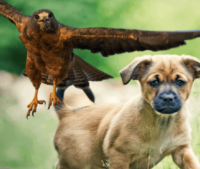 Hawk Picking Up Dog-2