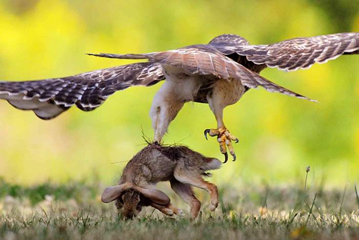 Hawk Picking Up Dog