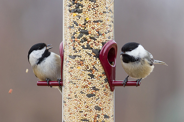 Hemp Seeds For Birds-2