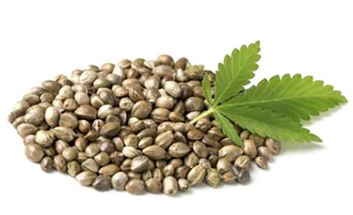 Hemp Seeds For Birds-3