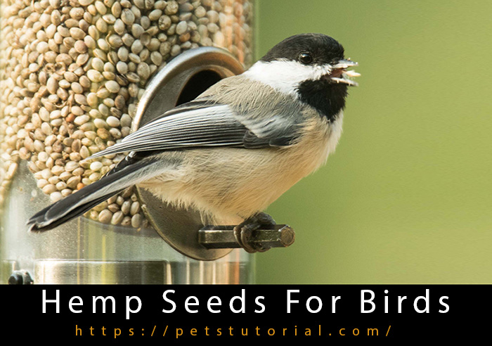 Hemp Seeds For Birds
