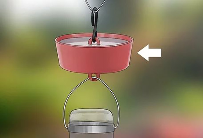 How Do I Keep Ants Out Of My Hummingbird Feeder (2)