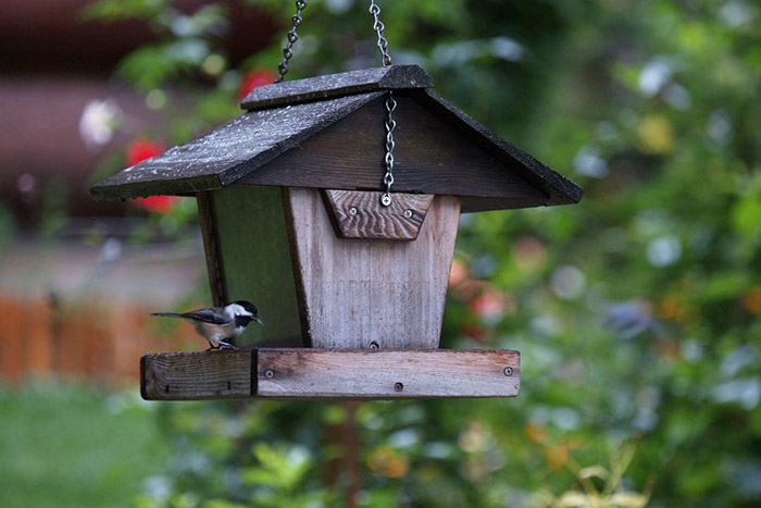 how-high-should-bird-feeders-be-off-the-ground