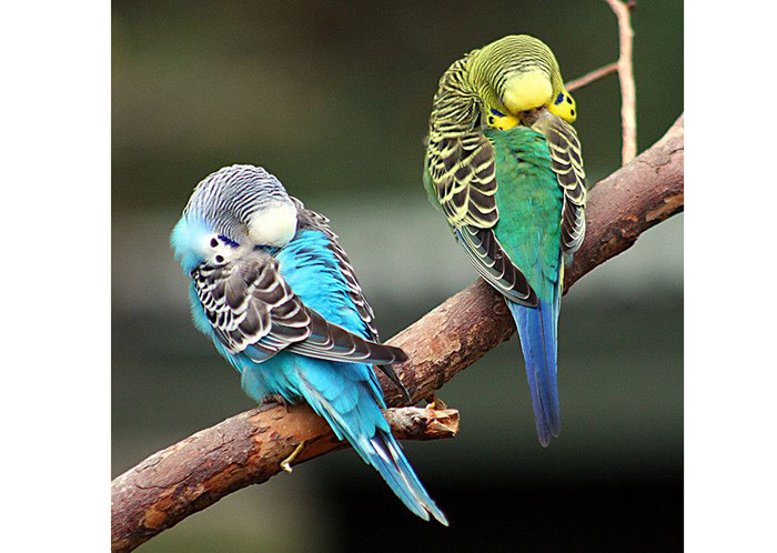 How Long Do Budgies Sleep-2