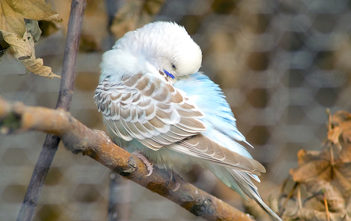 How Long Do Budgies Sleep-3