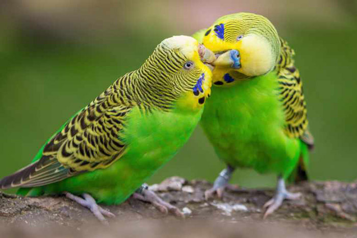 How Long Do Budgies Sleep