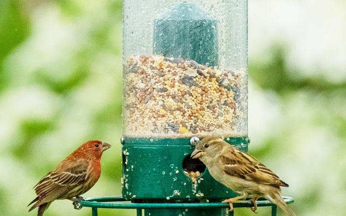 How Often Should I Change My Birds Food-2