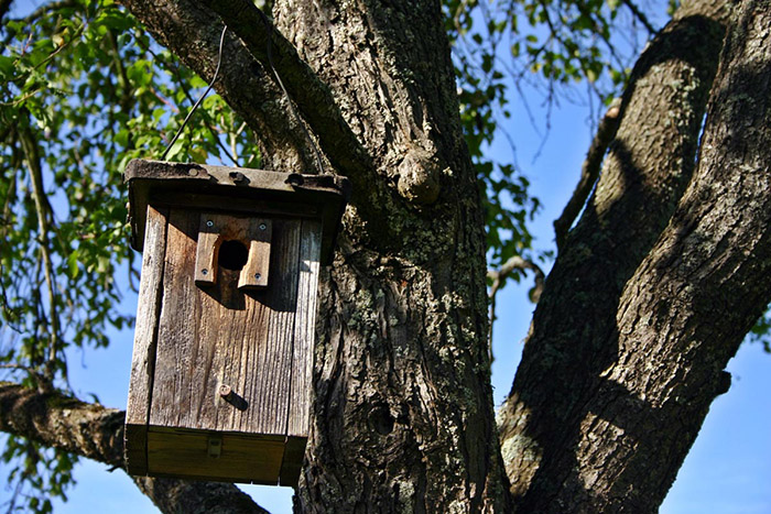 How To Attach Birdhouse To Tree