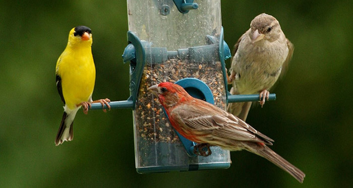 How To Attract Birds To New Feeder-2