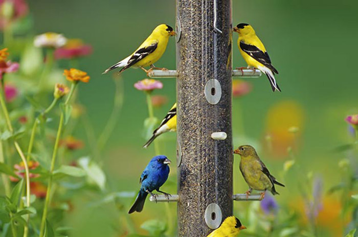 How To Attract Birds To New Feeder-3