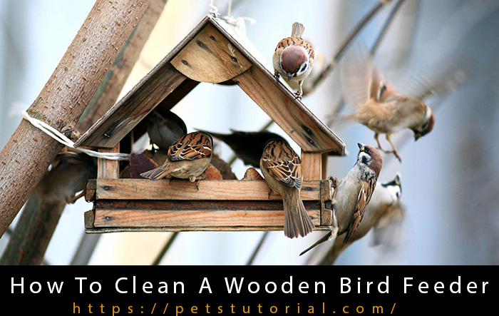 How To Clean A Wooden Bird Feeder-2