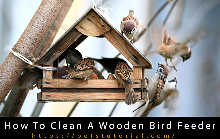 Gardening: How often should I clean my bird feeder?