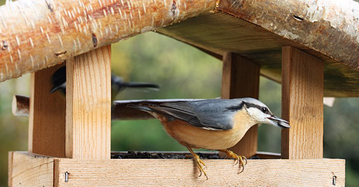 How To Clean A Wooden Bird Feeder-3