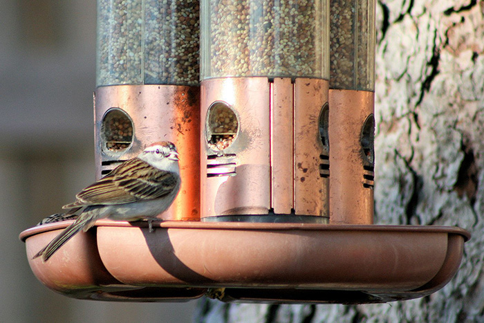 How To Clean A Wooden Bird Feeder