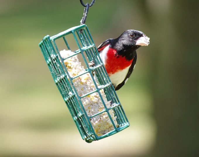 How To Eat Beef Suet For Bird-2