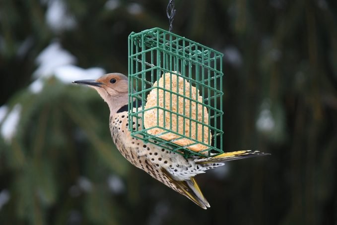 How To Eat Beef Suet For Bird-3