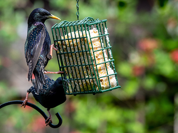 How To Eat Beef Suet For Bird.