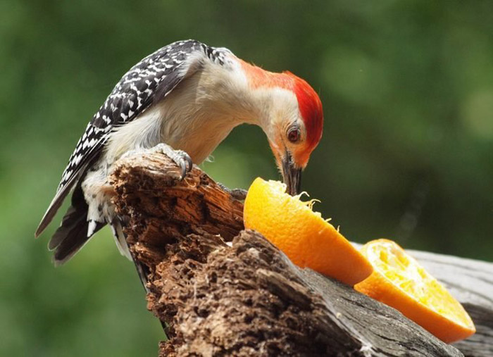 How To Feed Oranges To Birds-2