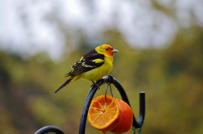 How To Feed Oranges To Birds-2