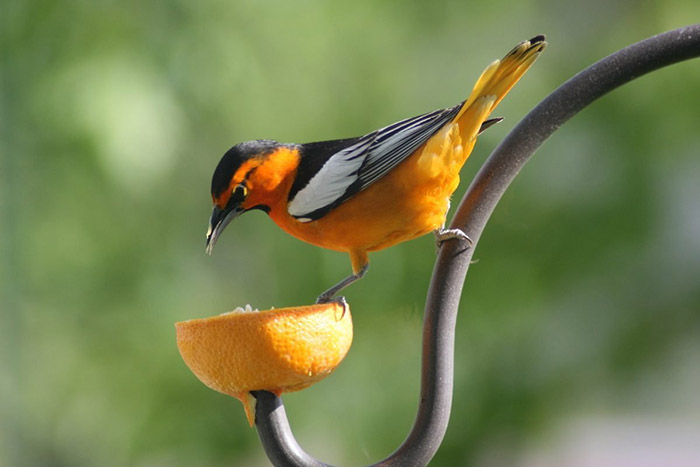 How To Feed Oranges To Birds