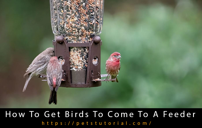How To Get Birds To Come To A Feeder-2
