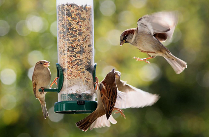 How To Get Birds To Come To A Feeder-3