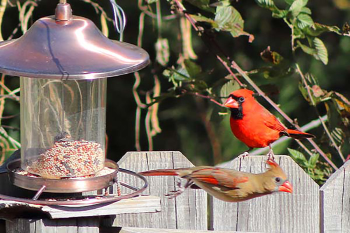 How To Get Birds To Come To A Feeder