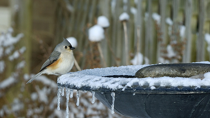 how-to-keep-bird-bath-from-freezing-without-electricity