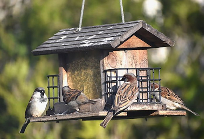 How To Keep Bird Feeders Dry-3