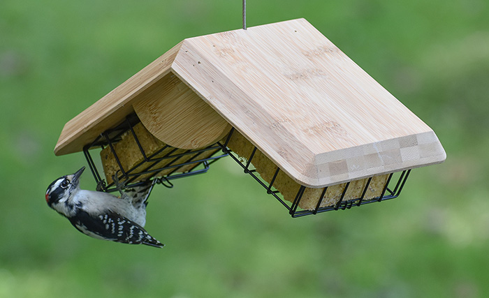 How To Keep Bird Feeders Dry