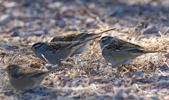 How To Keep Bird Seed Off The Ground