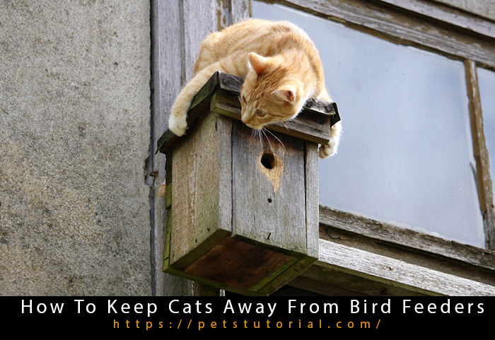 How To Keep Cats Away From Bird Feeders-2