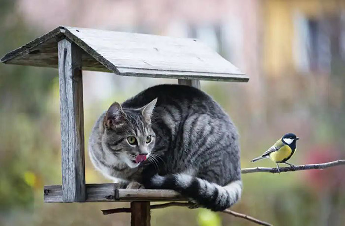 How To Keep Cats Away From Bird Feeders-3