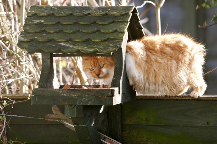 How To Keep Cats Away From Bird Feeders