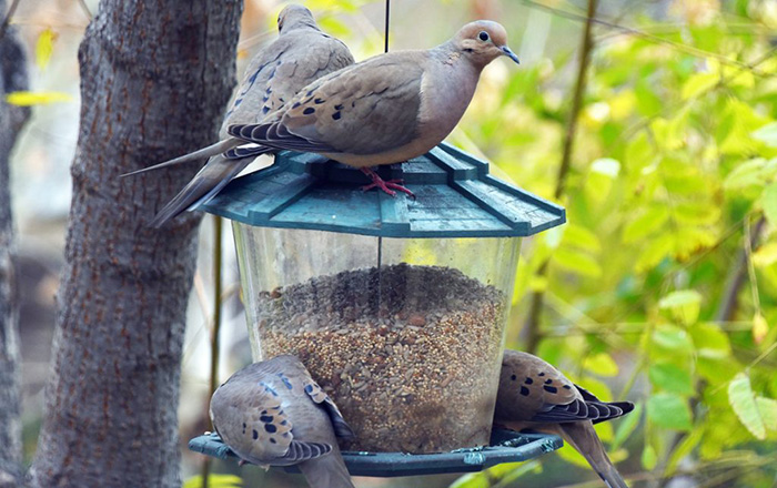 How To Keep Doves Away From Feeders-2