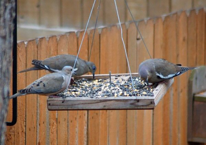 How To Keep Doves Away From Feeders-3