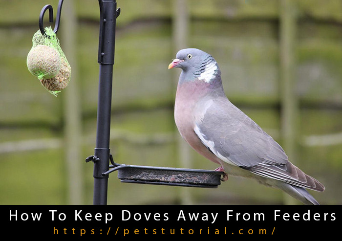 How To Keep Doves Away From Feeders