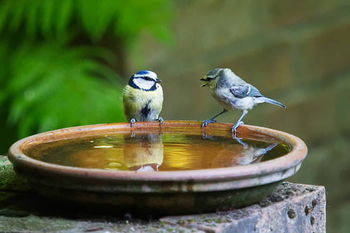How To Stabilize A Bird Bath