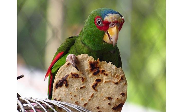 Human-foods-for-parrots