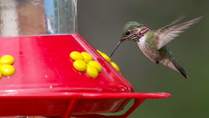 Hummingbird Feeder Perches-2