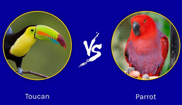 Is A Toucan A Parrot-2